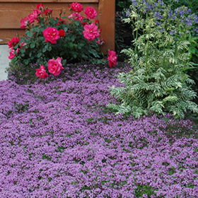 Ground Cover Photo