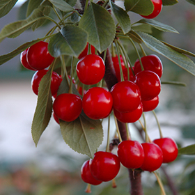 Fruit and Nut Tree Photo