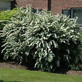 Deciduous Shrub Photo