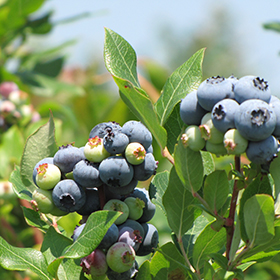 Small Fruit and Berry Photo