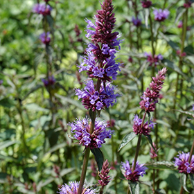 Plant Photo 10