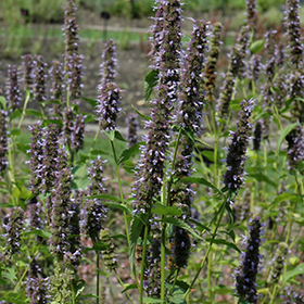 Plant Photo 7