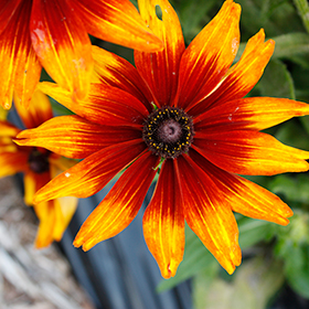 Plant Photo 2