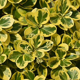 Broadleaf Evergreen Shrub Photo