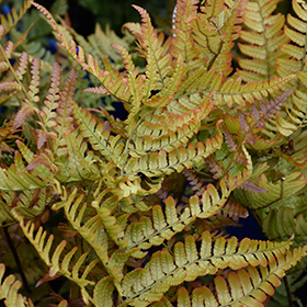 Fern Photo