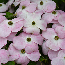 Flowering Tree Photo