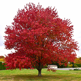 Shade Tree Photo