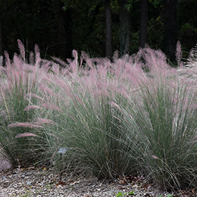 Ornamental Grass Photo