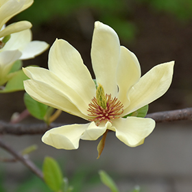 Plant Photo 8