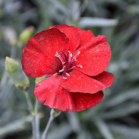 Plant Photo 10